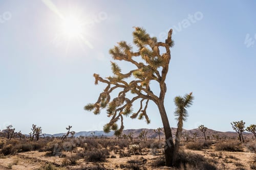 Preview: Landscape and joshua trees in Joshua Tree National Park at dusk, California, USA