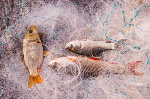 Preview: Fresh fish in a fishing nets.