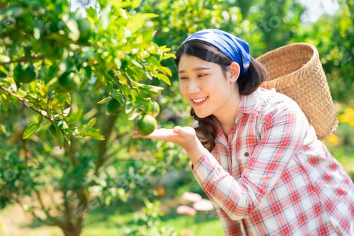 Preview: women in orange farm. countryside female working in organic agriculture farming orange fruit tree.