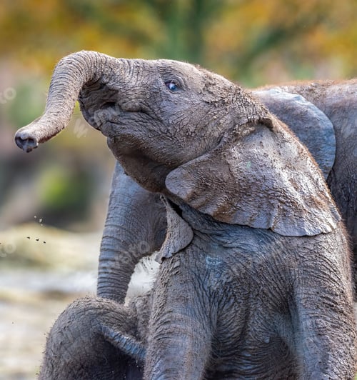 Preview: Playful young elephant covered in mud.