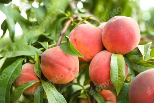Preview: Fresh ripe peaches on tree in garden