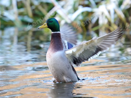 Preview: Mallard (Anas platyrhynchos)