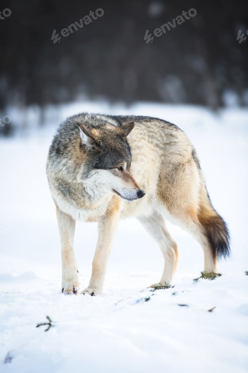 Preview: One Wolf in the winter