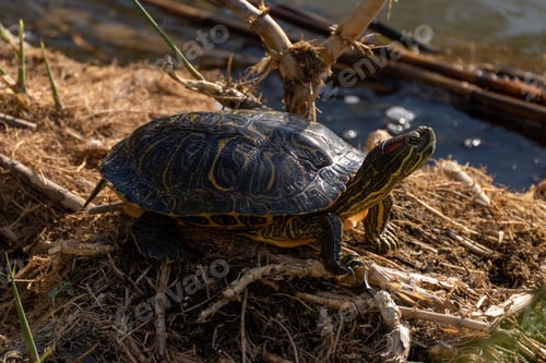 Preview: Small turtle calmly sitting on the ground in a lush forest, staring out towards a nearby lake