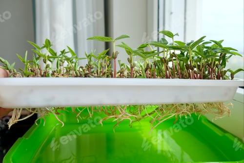 Preview: Bean sprouts for nutrition