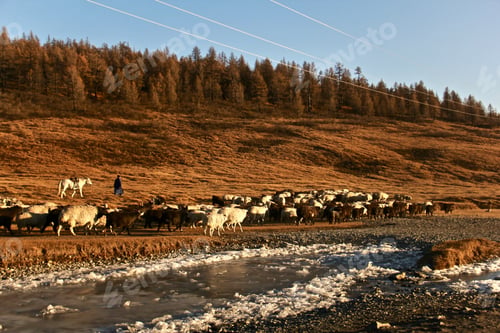 Preview: Herd of goats walking in the countryside on a brown field