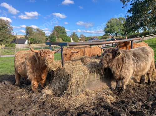 Preview: Highland cows eating from hay rick in late summer, Dorset, UK