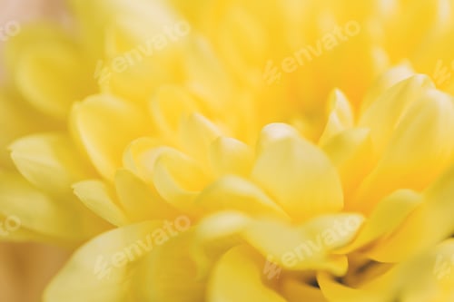 Preview: Yellow chrysanthemum flower with airy and delicate petals. The picture was taken with a macro lens.