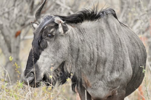 Preview: Close up of Wildebeest Grazing in Wilderness