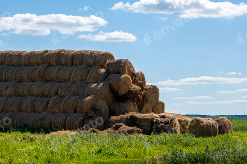 Preview: Hay in coils on the farm is stored for the winter.