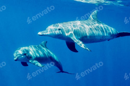 Preview: Dolphins swimming underwater in ocean