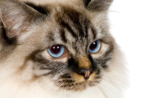 Preview: Blu-tabby-point Birman (18 months)