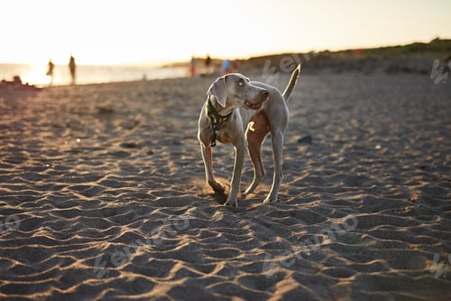Preview: Funny dog on beach