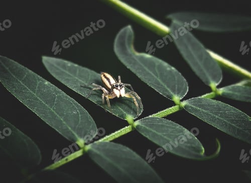 Preview: Jumping Spider on Green Leaves in Dark Light