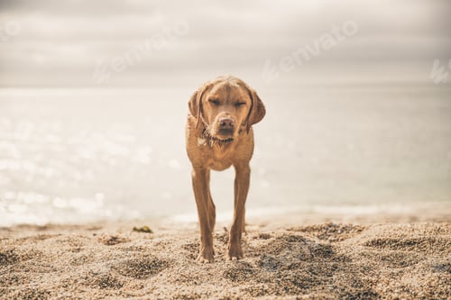 Preview: A sad and lonely pet labrador retriever dog standing on a sunny sunlit beach with copy space