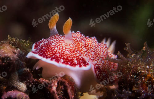 Preview: Underwater fish Photograph surrounded by coral reef scene