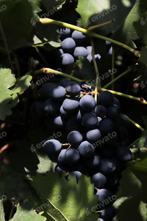 Preview: Delicious red grapes hanging from the vine