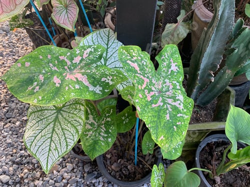 Preview: Vibrant, green potted plant with white dots in the garden