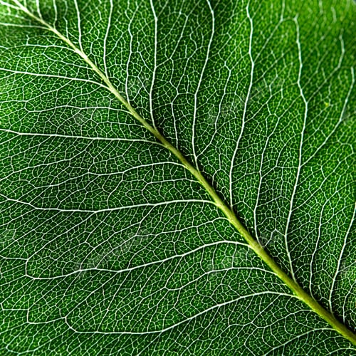 Preview: Macro photo of the smallest streak of green leaf. Natural pattern for layout. Top view