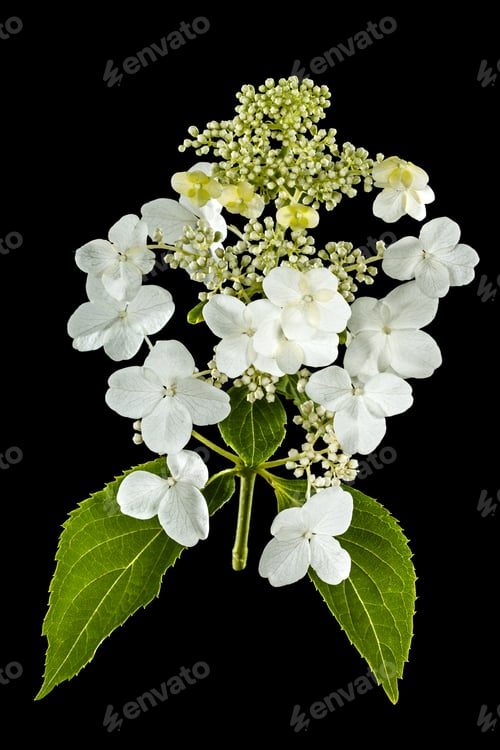 Preview: Flowers of hydrangea, isolated on black background