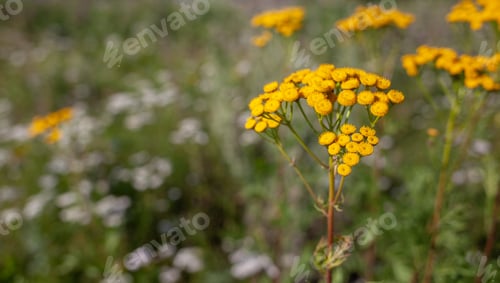 Preview: Yellow tansy flowers Tanacetum vulgare, common tansy, bitter button