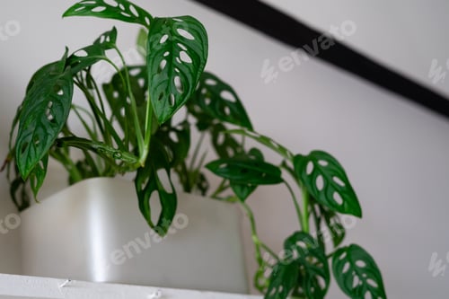 Preview: monstera adansonii plants growing in a white pot. minimalist interior