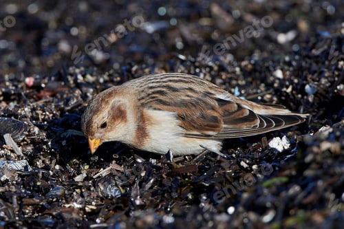 Preview: Snow bunting (Plectrophenax nivalis)