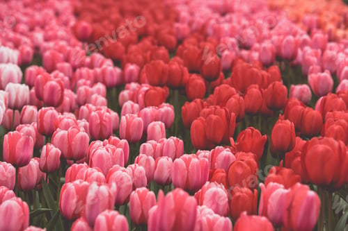 Preview: Multicolored tulips field in the Netherlands