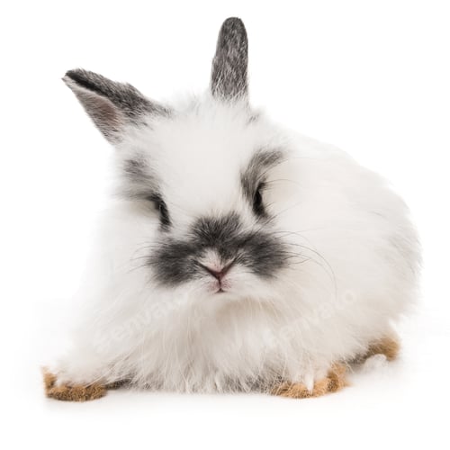 Preview: White rabbit