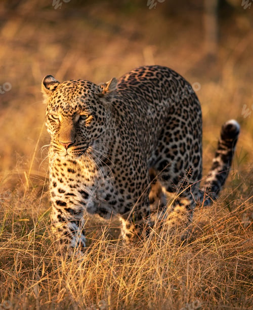 Preview: A Best wildlife destinations in the world