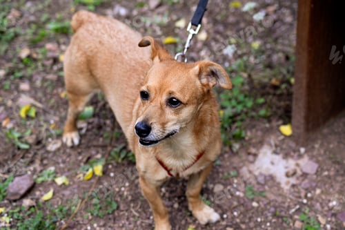 Preview: Light orange toy terrier on a leash looks, walking a dog, caring for animals