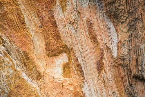 Preview: The Petrified Wood Texture Background