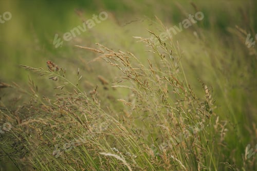 Preview: Beautiful closeup of Red fescue (Festuca rubra)