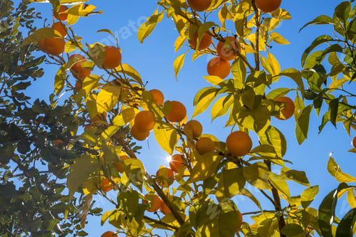 Preview: Orange tree