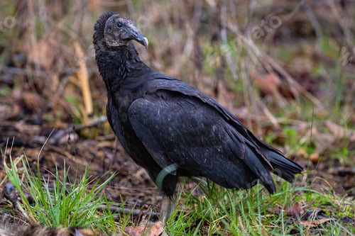 Preview: Closeup of a vulture perched on the ground in a forest