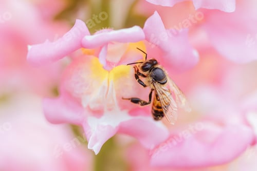 Preview: Antirrhinum Snapshot Sonnet Flowers in Australia