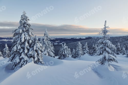 Preview: Snow covers lot of ground and trees. Magical winter landscape
