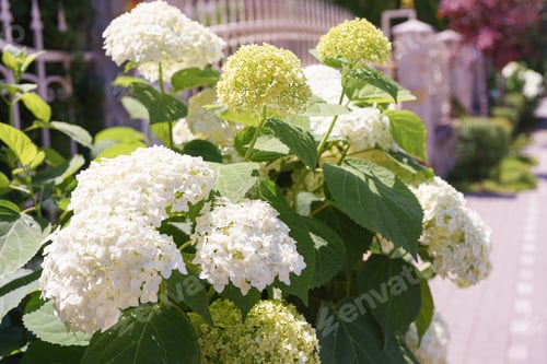 Preview: Bush Of Blooming White Flowers Of Paniculata Hydrangea In The Summer Grassplot, Street Decor.