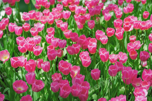 Preview: Pink tulip flower blossom botanical garden beautiful petal floral green park.