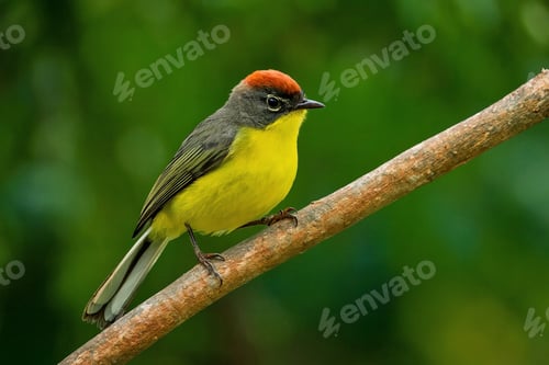 Preview: Colorful bird