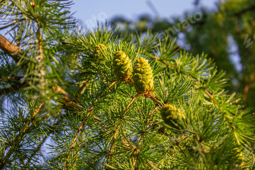 Preview: Bright Green fluffy branches with Cones of larch tree Larix decidua Pendula in summer day.