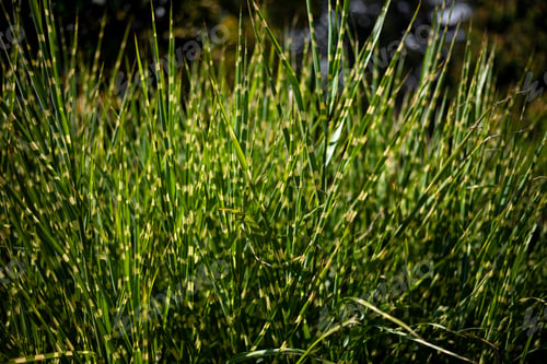 Preview: Green grass sedge background. A bright sunny day in the garden. A plant leaf.