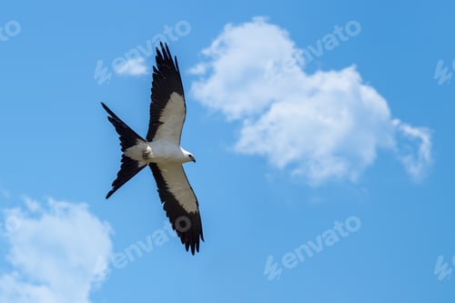 Preview: Ventral view of a kite in flight with the sky in the background