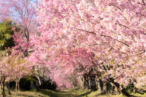 Preview: Closeup of Wild Himalayan Cherry (Prunus cerasoides) or thai sakura flower