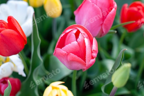 Preview: tulips of different colours blooming in the garden