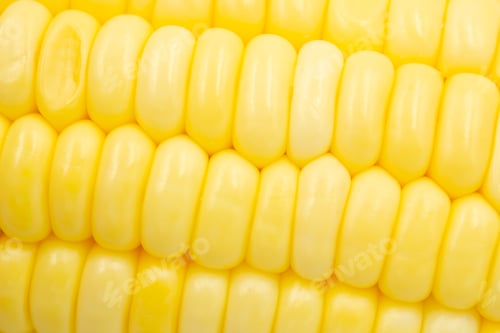 Preview: Close up Raw corn kernels in rows.