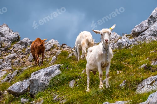 Preview: Mount Aizkorri 1523 meters, the highest in Guipuzcoa. Free goats on top of the mountain