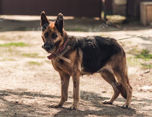 Preview: German shepherd dog plays with stick