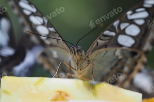 Preview: Butterfly feeding on fruit in a natural setting
