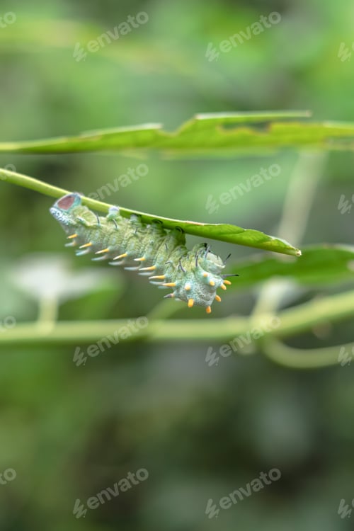 Preview: large blue caterpillar Coscinocera hercules is crawling along the branch of the plant.